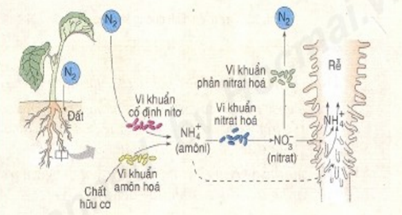 A) Hãy phân tích sơ đồ. Mô tả quá trình biến đổi nitơ trong cây
