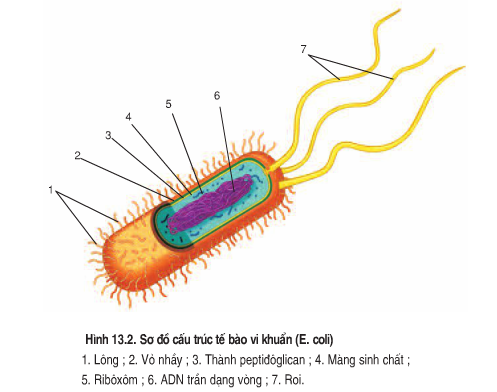 Hình thể cấu tạo sinh lý của vi khuẩn Diagram  Quizlet
