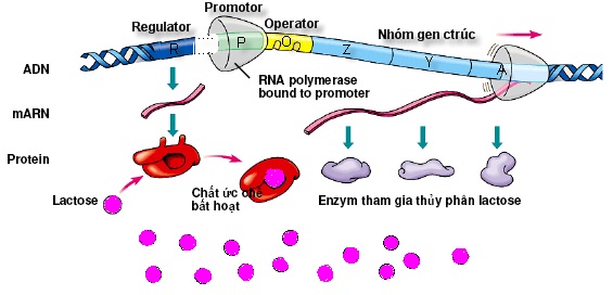 Điều hòa hoạt động của gen khi có lactozơ