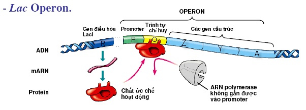 Điều hòa hoạt động của gen khi không có lactozơ