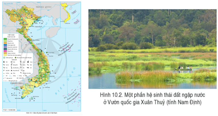 Đọc thông tin và quan sát hình 10.1; 10.2, hãy chứng minh sinh vật nước ta có sự đa dạng