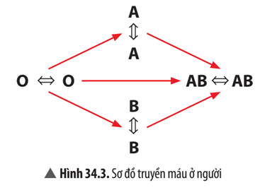 Từ thông tin trong Hình 34.3, em hãy cho biết người có nhóm máu O có thể