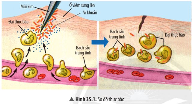 Đọc thông tin, quan sát Hình 35.1 – 35.3, hãy trình bày cơ chế miễn dịch