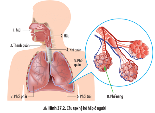 Đọc thông tin và quan sát Hình 37.2, thực hiện các yêu cầu sau