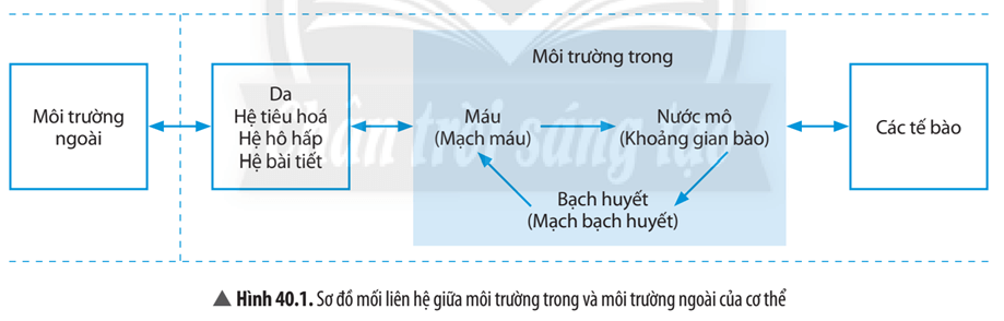 Quan sát Hình 40.1, cho biết: Môi trường trong của cơ thể gồm những thành phần