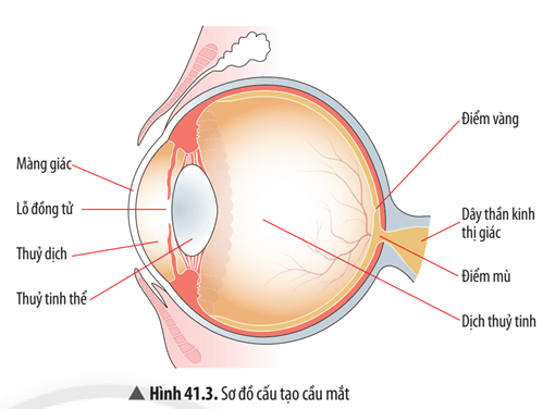 Quan sát Hình 41.3, hãy kể tên các bộ phận cấu tạo trong của cầu mắt