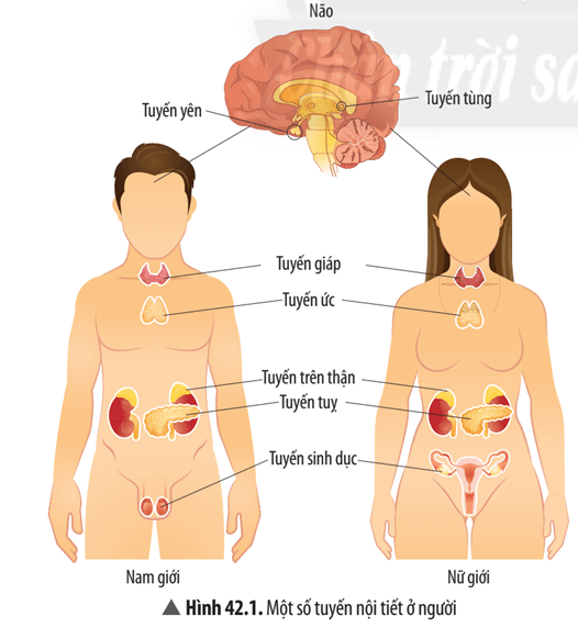 Quan sát Hình 42.1 và Bảng 42.1, hãy hoàn thành bảng sau: