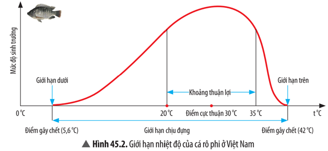 Dựa vào Hình 45.2, hãy nhận xét về mức độ sinh trưởng của cá rô phi